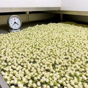 drying jasmine flowers 300x300 drying jasmine flowers 300x300